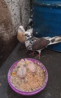 دو جفت نر ماده پرشی