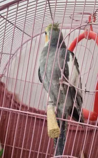 عروس هلندی نر