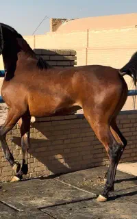 خرید و فروش مادیون عرب یکسر یا دوسر