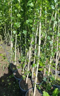 نهال های صنوبر پاپالوس سریع الرشد گلدانی کاشت سبز