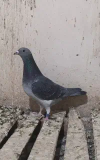 جان آردن