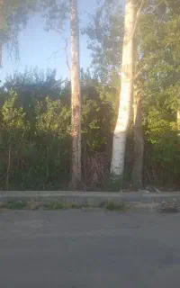 خریدانواع چوب