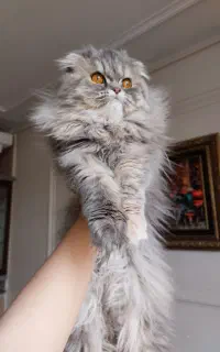 گربه پرشین رنگ گری