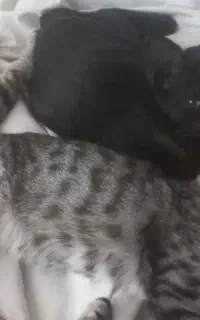 واگذاری ۳ تا بچه گربه نر