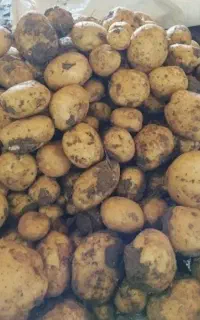 سیب زمینی ارومیه