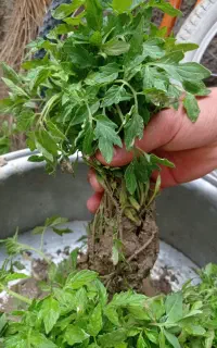 نهال گوجه