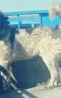نره قهدریجانی ماده سرابی اصیل