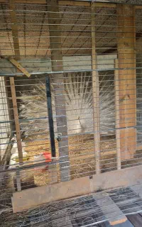 طاووس سفید مولد