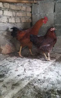 مرغ و خروس محلی