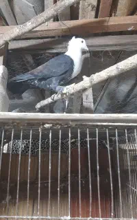 کله سفید یاکربلایی و پرش