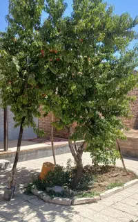 فروش خانه