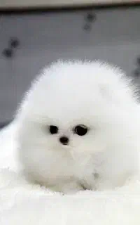 ریزه و گوگولی