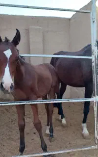 کره ۴ ماهه ماده عرب یه سر مصری کرم شاه