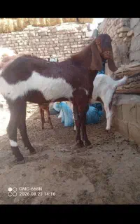 نر بز