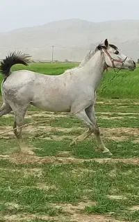 خرید فروش به قیمت