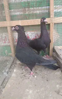 زاغ سیستان کاکل