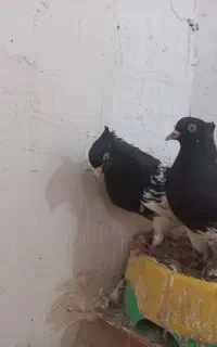 کله سیاه نر و ماده