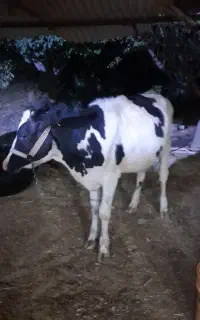 تلیسه هولیشتان ۵ ماهه
