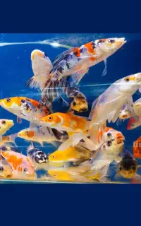 ماهی کوی و لجن خوار