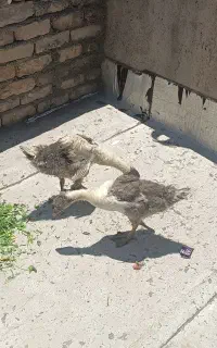 غاز محلی