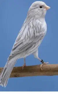 باسلام یک عدد پرنده گمشده