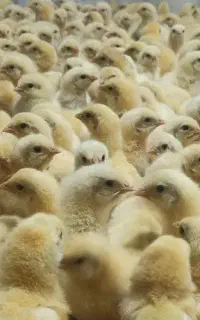 جوجه گوشتی راس