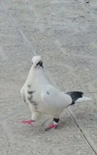 خال شاپر