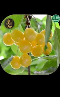 گیلاس زرد خوشه ای ویژه خاص پسندا