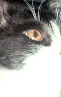 گربه وبچه گربه