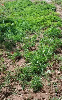 نشا گوجه گیلاسی محلی