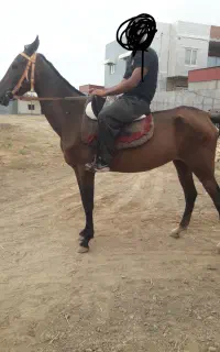 مادیان تورکمن