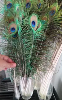 پر طبیعی طاووس مصری