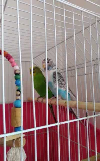 لوستر و یک جفت مرغ عشق مولد