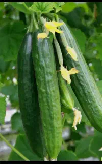 کارگر خانم گلخانه