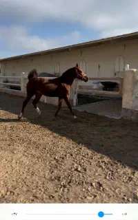 اسب نریان دونیم ساله از کره سالار خان