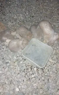 بچه خرگوش لوپ