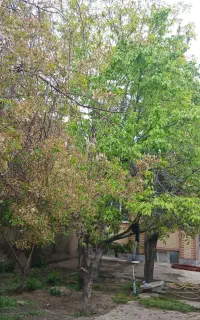 خانه ویلایی 300متر طالقانی