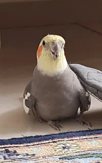 عروس هلندی گم شده