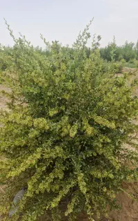 مشارکت در باغستان
