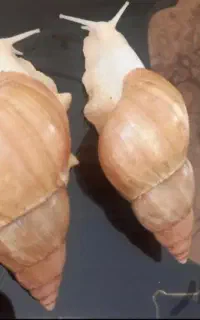 حلزون البینو