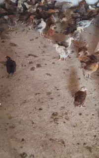 جوجه یکماهه