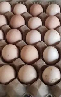 تخم مرغ نطفه دار ایام ثمانی