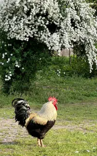 استخدام کارگر فنی وبا تجربه