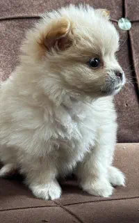 نزاد پامر خرسی