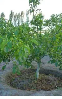 تمام خدمات باغبانی گل کاری چمن کاری