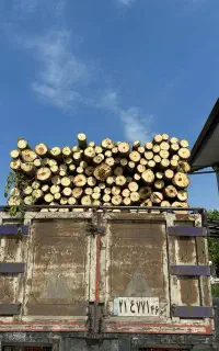 خریدار چوب صنوبر
