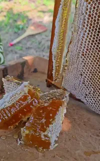 عسل طبیعی