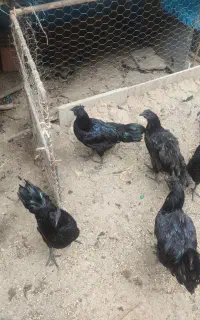 تخم مرغ ایام سمانی وخروس ایام سمانی