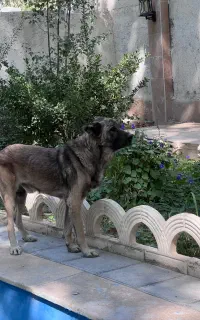 سگ سرابی