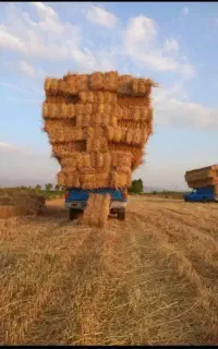 پرس گندم وپرس ینجه درجه یک دوم ارم هست